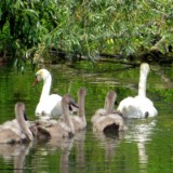 2007H 123 Unstrut Saale Elbe